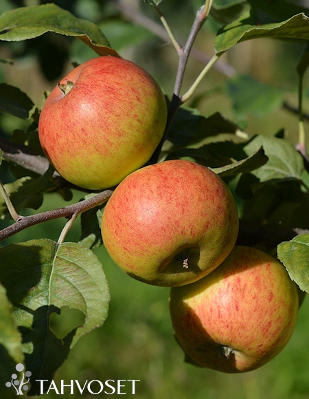 Malus domestica 'Grenman'